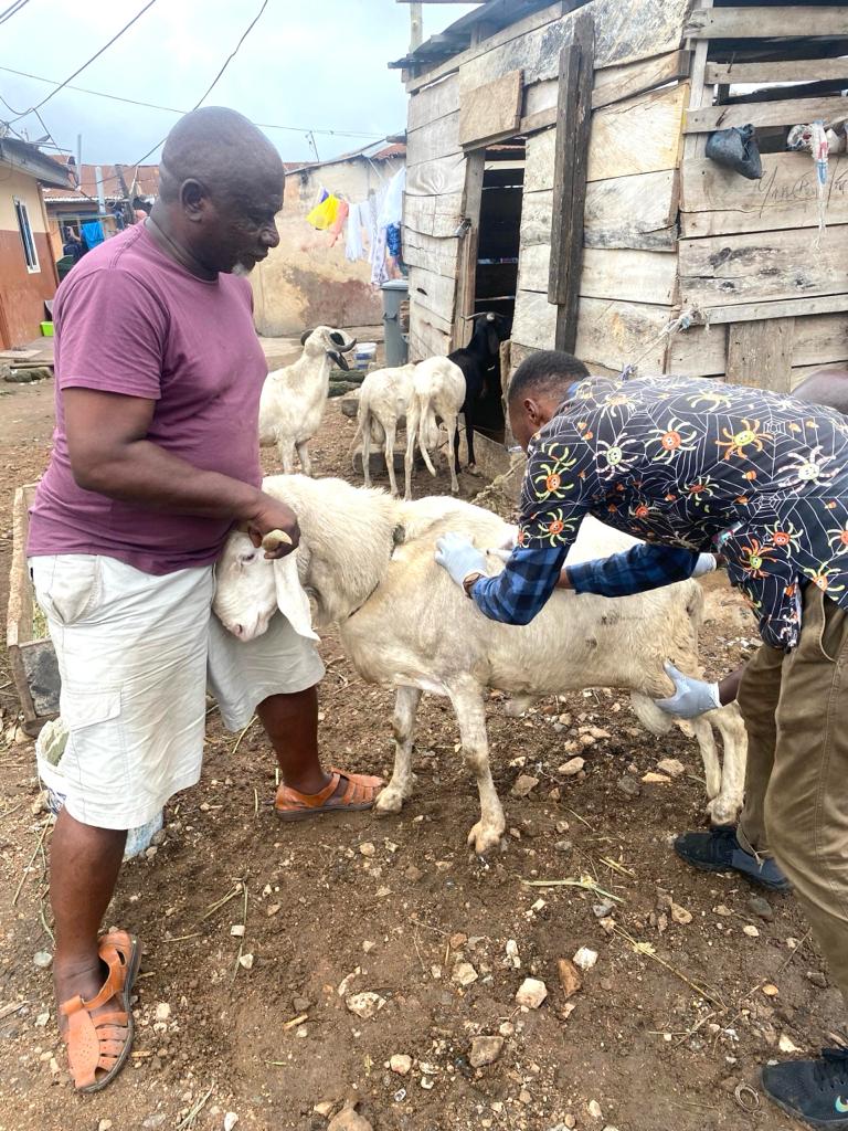 THE AGRIC DEPARTMENT OF THE ABLEKUMA NORTH MUNICIPAL ASSEMBLY CARRIED OUT PESTE DES PETITS RUMINANTS (PPR) WITHIN THE MUNICIPALITY